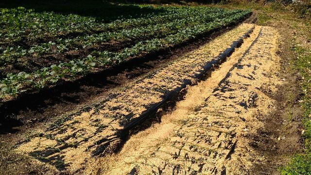 f:id:tottoridekurasu:20171114114206j:image f:id:tottoridekurasu:20171114114206j:image