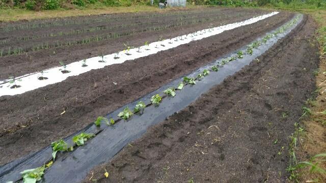 f:id:tottoridekurasu:20180611112612j:image