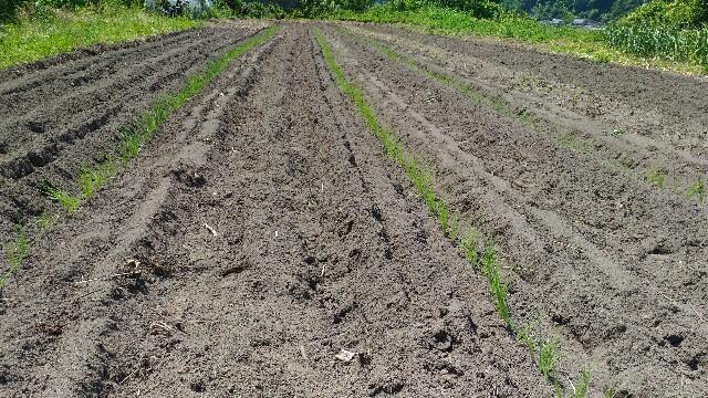 f:id:tottoridekurasu:20180613094656j:image