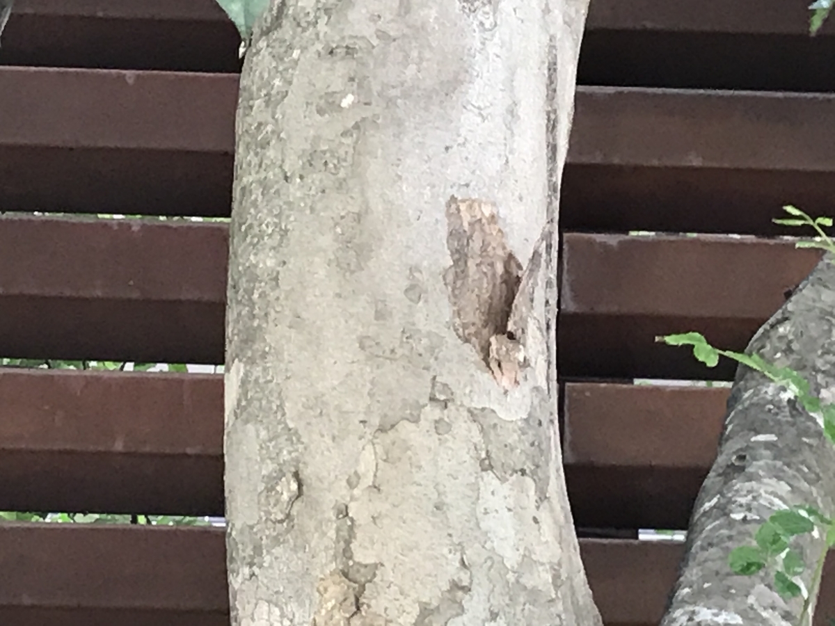 木をよく見ると