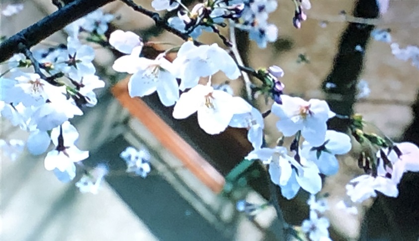 f:id:toughy:20200615115809j:plain f:id:toughy:20200615115809j:plain