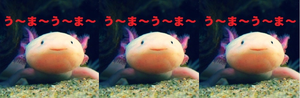 f:id:toughy:20211220174237j:plain