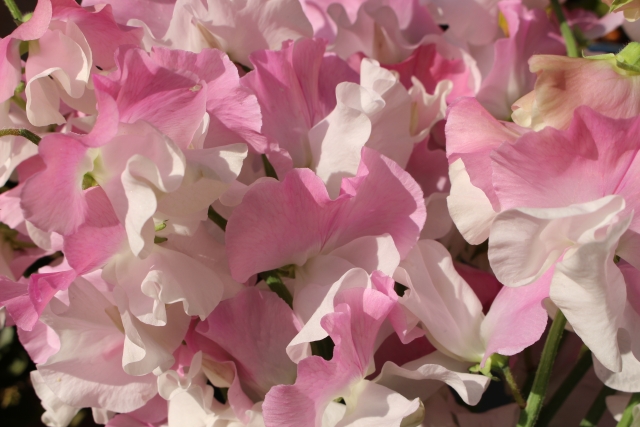 f:id:touituseiden:20191117205840j:plain f:id:touituseiden:20191117205840j:plain