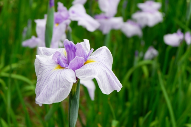 f:id:touituseiden:20191118152051j:plain f:id:touituseiden:20191118152051j:plain