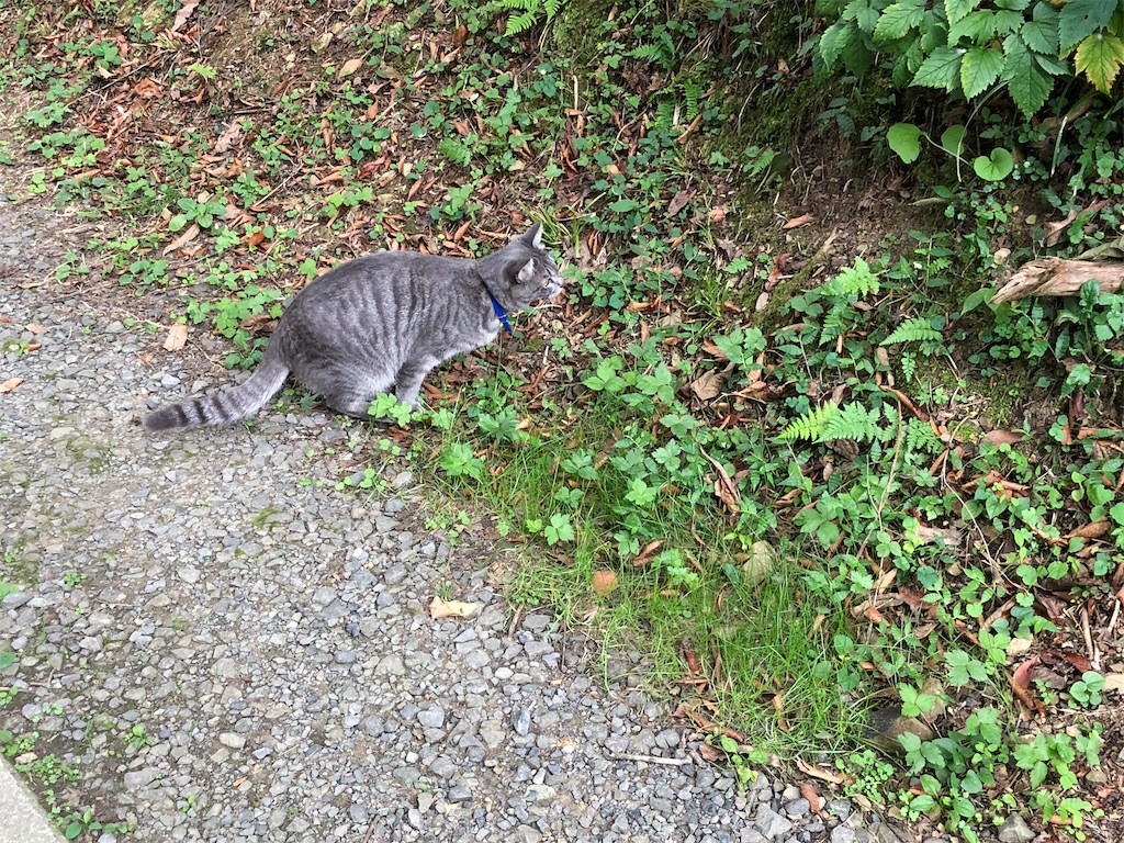 f:id:touko1116:20191004100918j:image