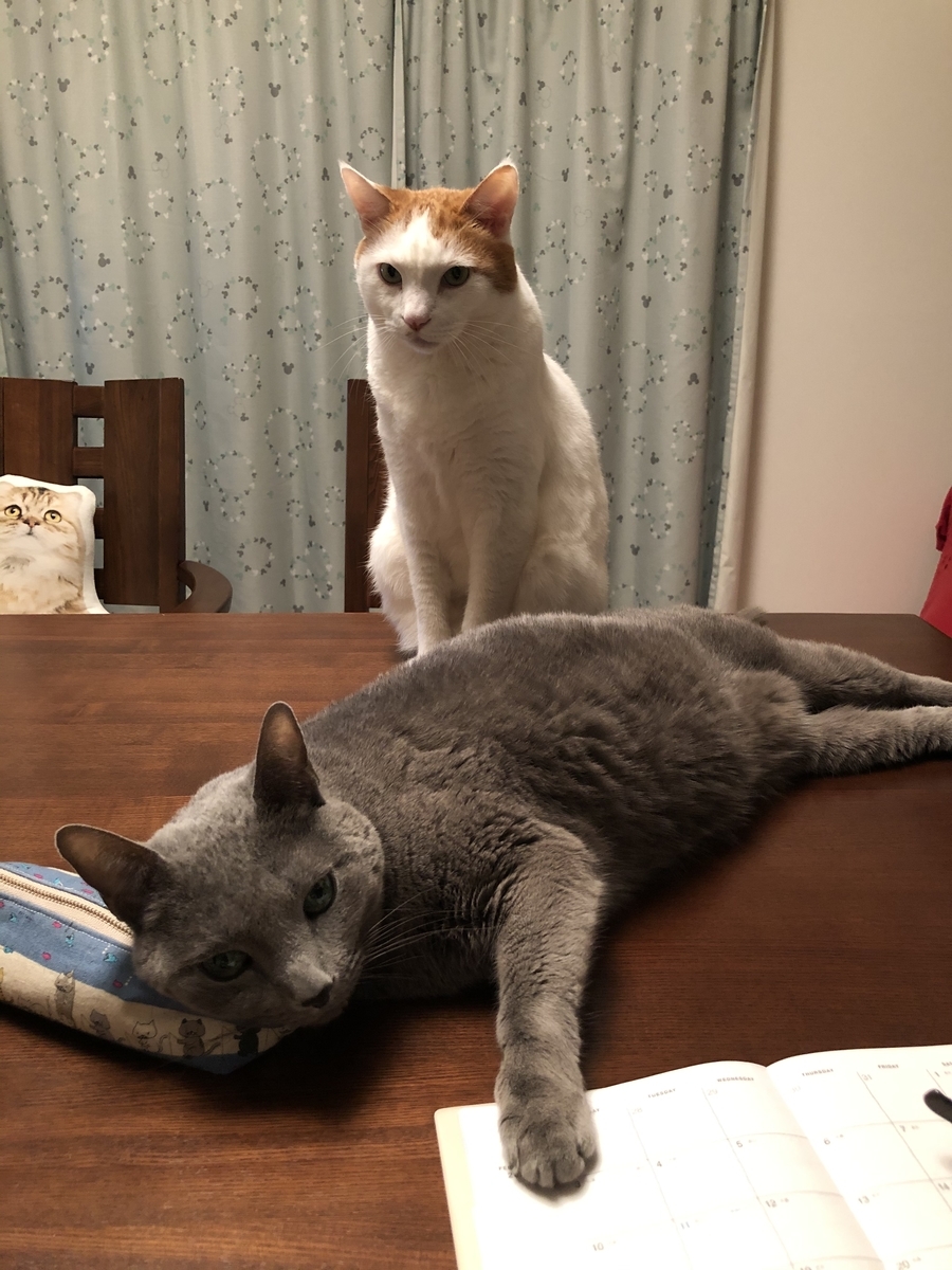 f:id:touko1116:20191215191407j:plain f:id:touko1116:20191215191407j:plain