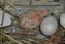 鳩が孵化した♪