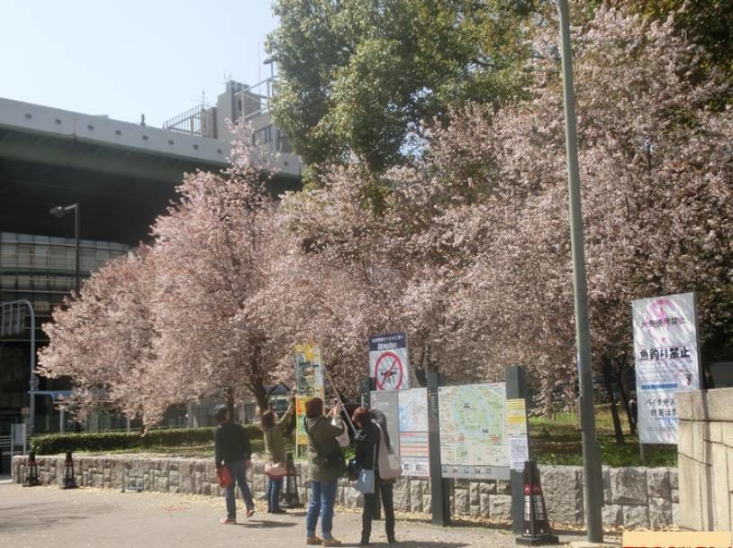 大阪城公園の早咲きサクラ★