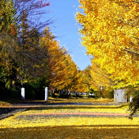 f:id:toumeioj3:20091128191434j:image:right