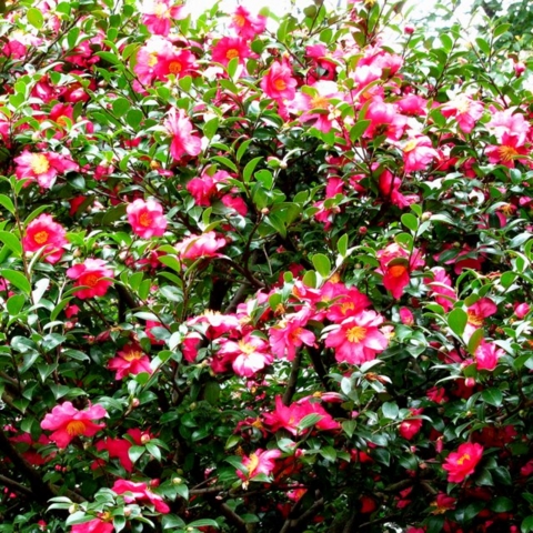 f:id:toumeioj3:20091210093140j:image:right f:id:toumeioj3:20091210093140j:image:right