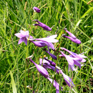 f:id:toumeioj3:20100801085738j:image:left