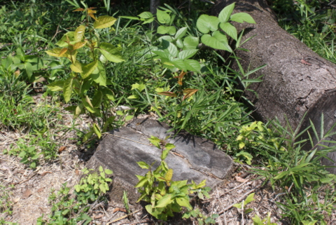 f:id:toumeioj3:20140720144711j:image:right