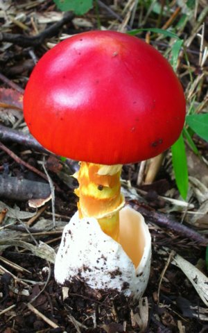 f:id:toumeioj3:20170813100144j:image:right f:id:toumeioj3:20170813100144j:image:right