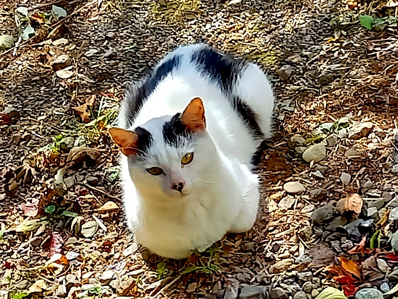 f:id:toumeioj3:20201102092147j:plain f:id:toumeioj3:20201102092147j:plain