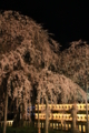 [京都][神社仏閣][桜][植物]夜桜（大石神社）