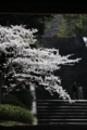 [京都][桜][植物]京都新聞写真コンテスト　知恩院三門