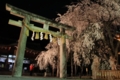 [京都][桜][植物]京都新聞写真コンテスト　大石神社