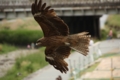 [京都][野鳥]町の暴れん坊