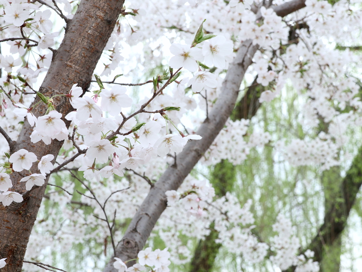 f:id:tourbillon7728:20190328160014j:plain