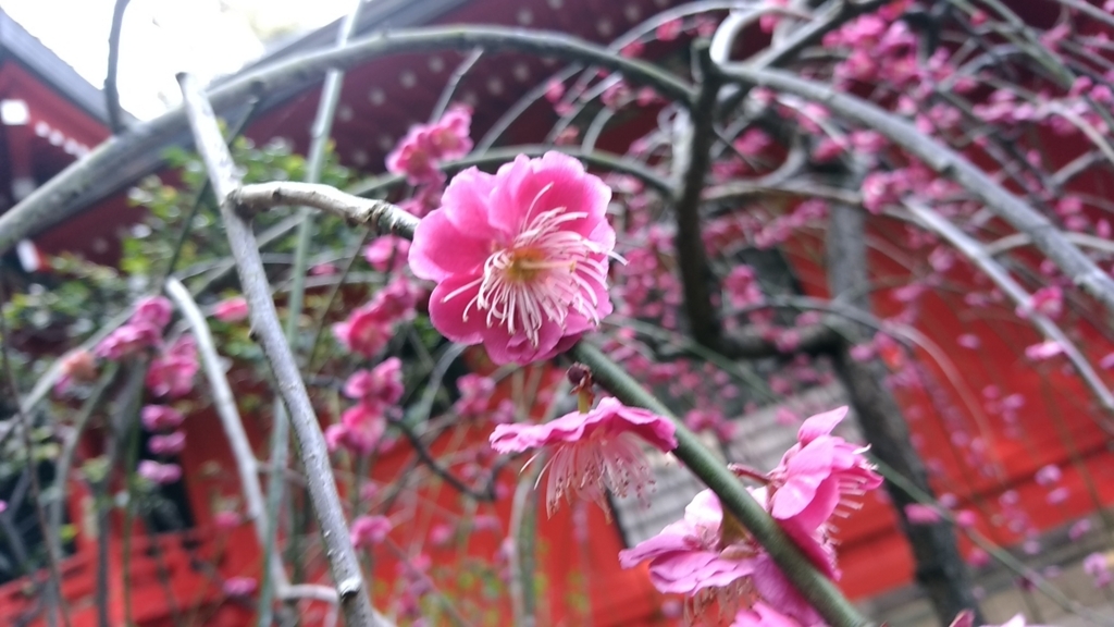 f:id:touria:20180323175819j:plain f:id:touria:20180323175819j:plain