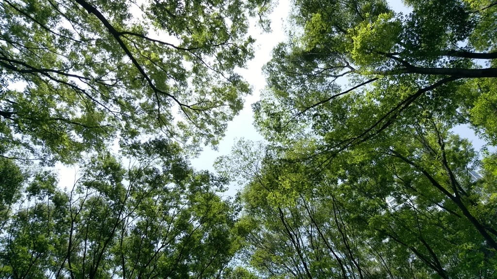 f:id:touria:20180519182433j:plain f:id:touria:20180519182433j:plain