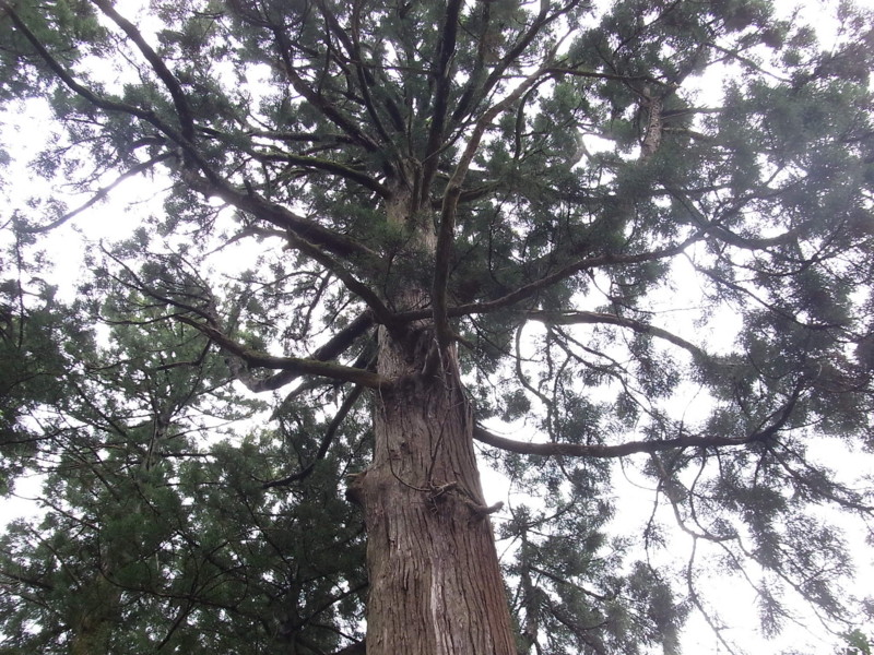 f:id:tousuu3104:20100514112615j:image