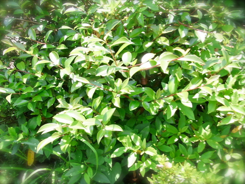 f:id:tousuu3104:20100604115002j:image