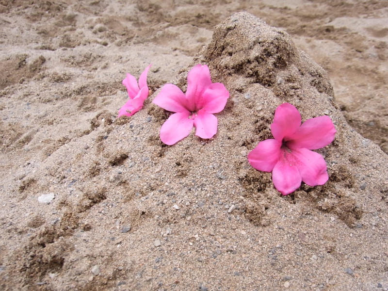 f:id:tousuu3104:20100607144638j:image