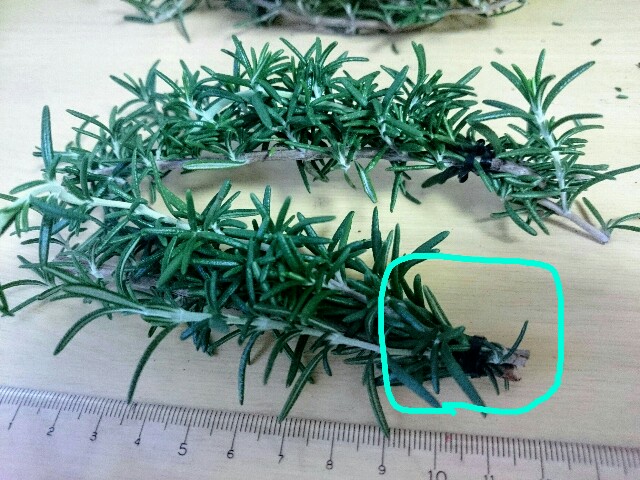 f:id:toutsuki:20181206211404j:image