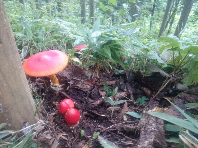 f:id:toutsuki:20190902173640j:image