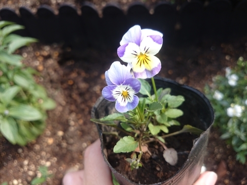 5月に発芽のビオラたち とうつきの備忘録 5月に発芽のビオラたち とうつきの備忘録