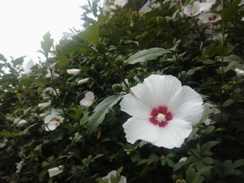 f:id:toutsuki:20210725200031j:plain