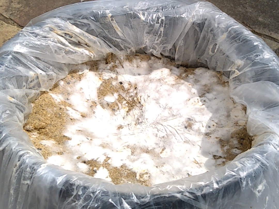 水稲苗白カビ – 苗立枯病 水稲 – 食べ物に白カビが生えていたら? – NQZJBQ