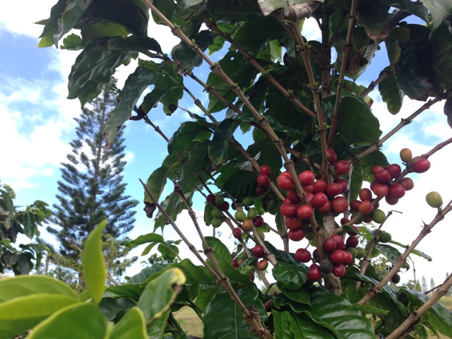f:id:towaloha:20150331104745j:plain f:id:towaloha:20150331104745j:plain