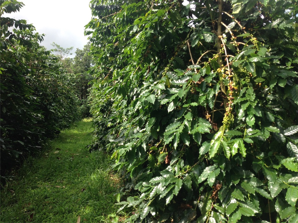 f:id:towaloha:20171018041651j:image