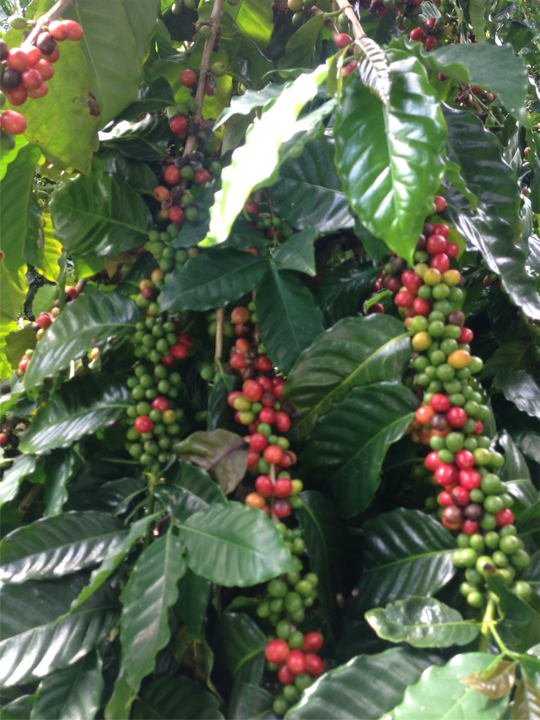 f:id:towaloha:20171018041745j:image