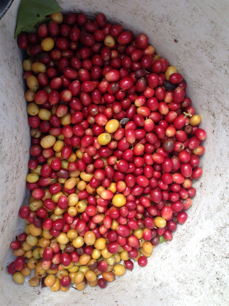 f:id:towaloha:20171018041941j:image