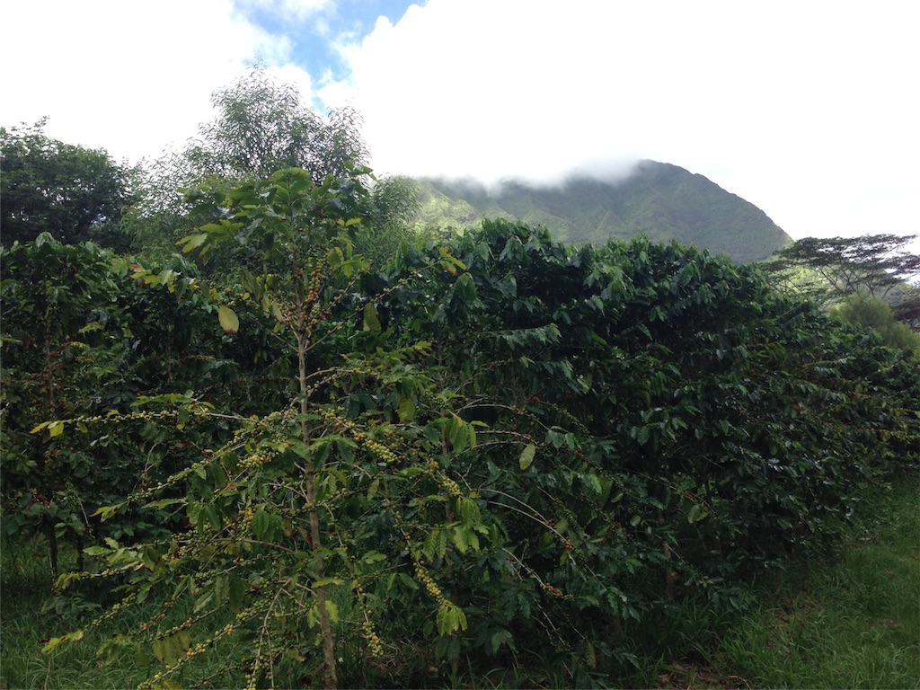 f:id:towaloha:20171018042756j:image