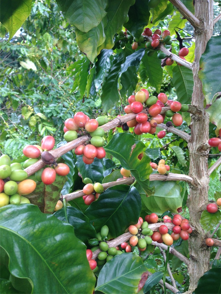 f:id:towaloha:20171018044029j:image