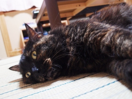 ちょこの家