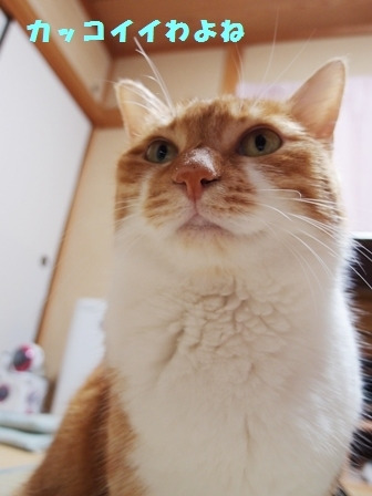ちょこの家