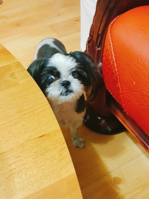 f:id:toxic-chia:20160909103606j:image