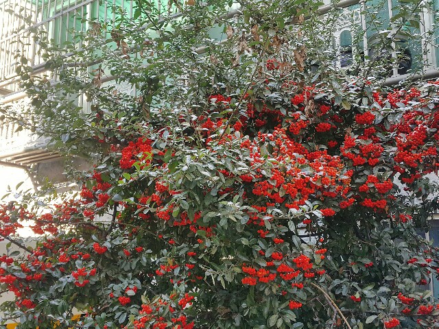 f:id:toxic-chia:20170113175321j:image f:id:toxic-chia:20170113175321j:image