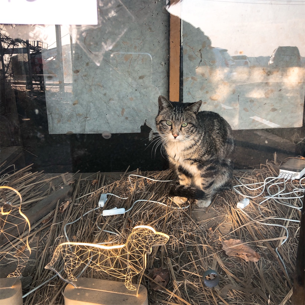 f:id:toxic-chia:20190309214944j:image