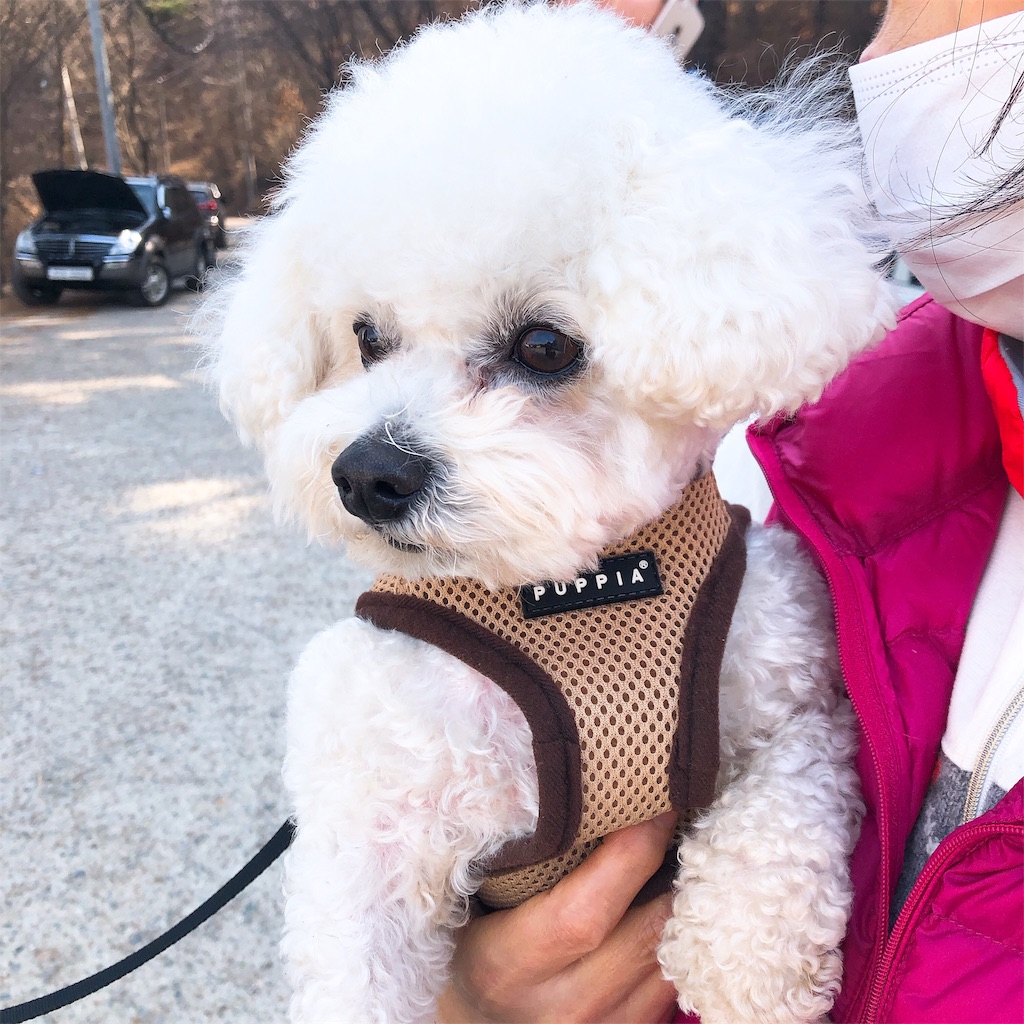 f:id:toxic-chia:20190309215539j:image