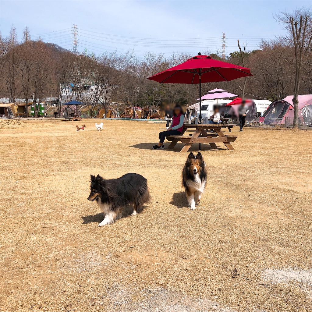 f:id:toxic-chia:20190408204116j:image f:id:toxic-chia:20190408204116j:image