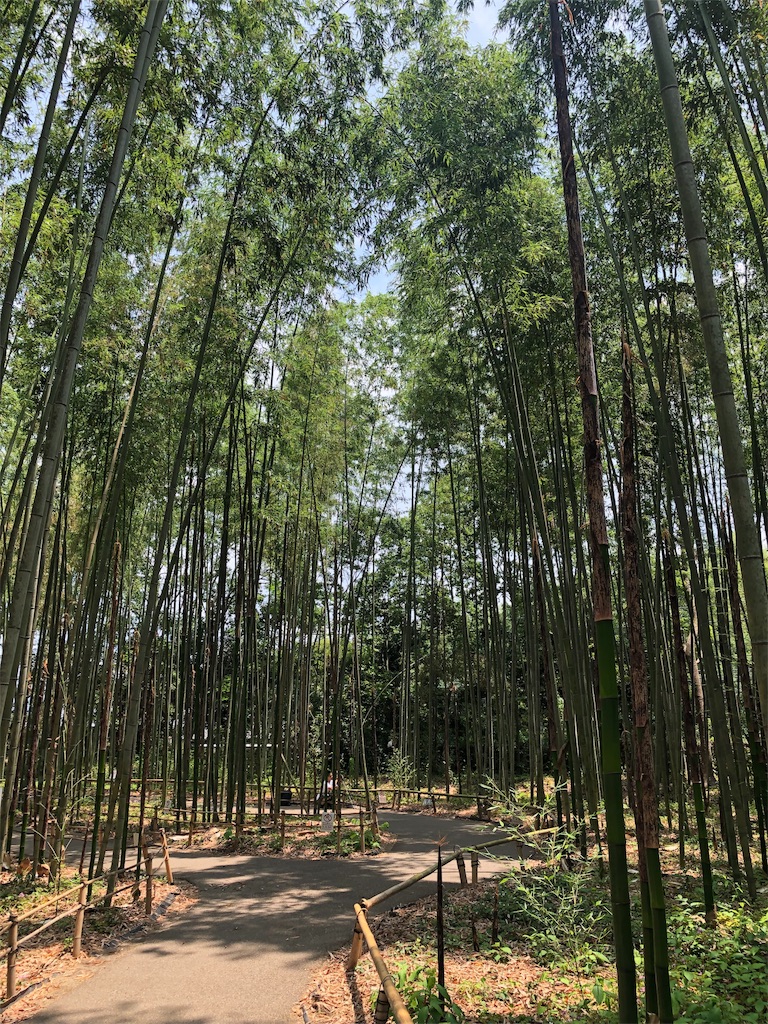 f:id:toxic-chia:20190617193326j:image