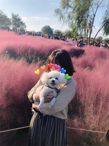 f:id:toxic-chia:20191021144608j:image