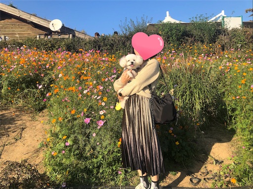 f:id:toxic-chia:20191021144619j:image