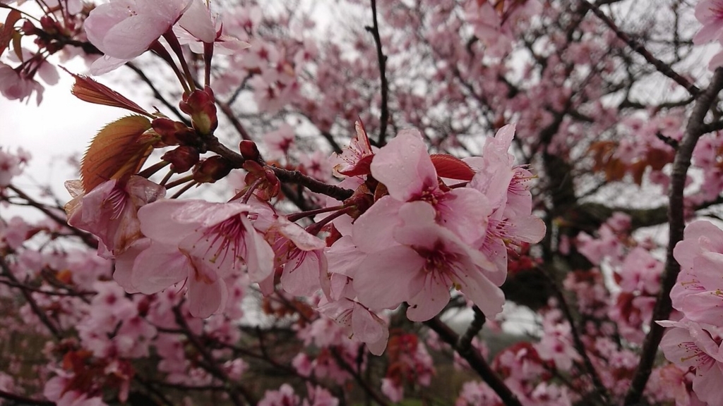 f:id:toxiraz:20180505144811j:plain f:id:toxiraz:20180505144811j:plain